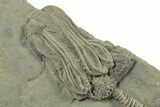 Fossil Crinoid (Platycrinites) w/ Stem- Crawfordsville, Indiana #242693-2